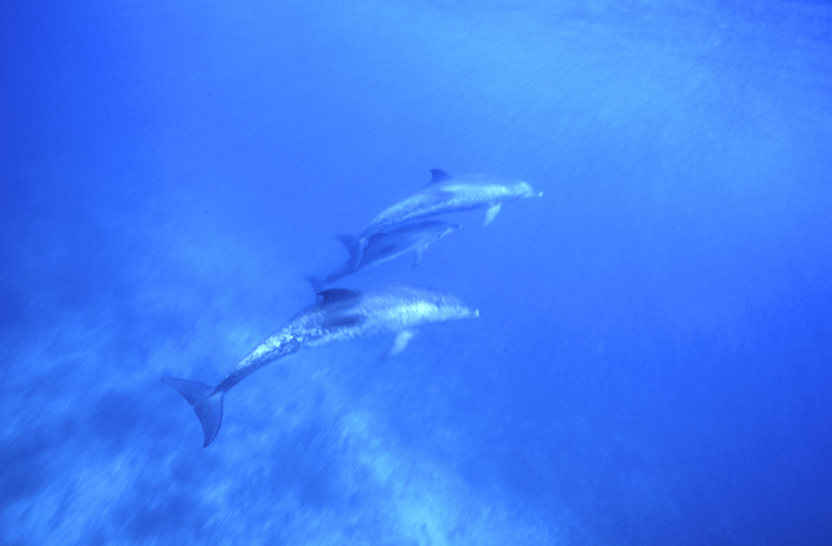 DIVING;UNDERWATER;bahamas;dolphins;F899_FACTOR_9A-100 4